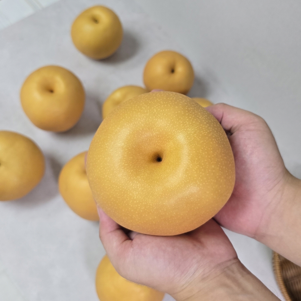 나주 신고배 햇배 농가직계약 산지출고 가정용 선물용 5kg 외 - 상세 이미지 2