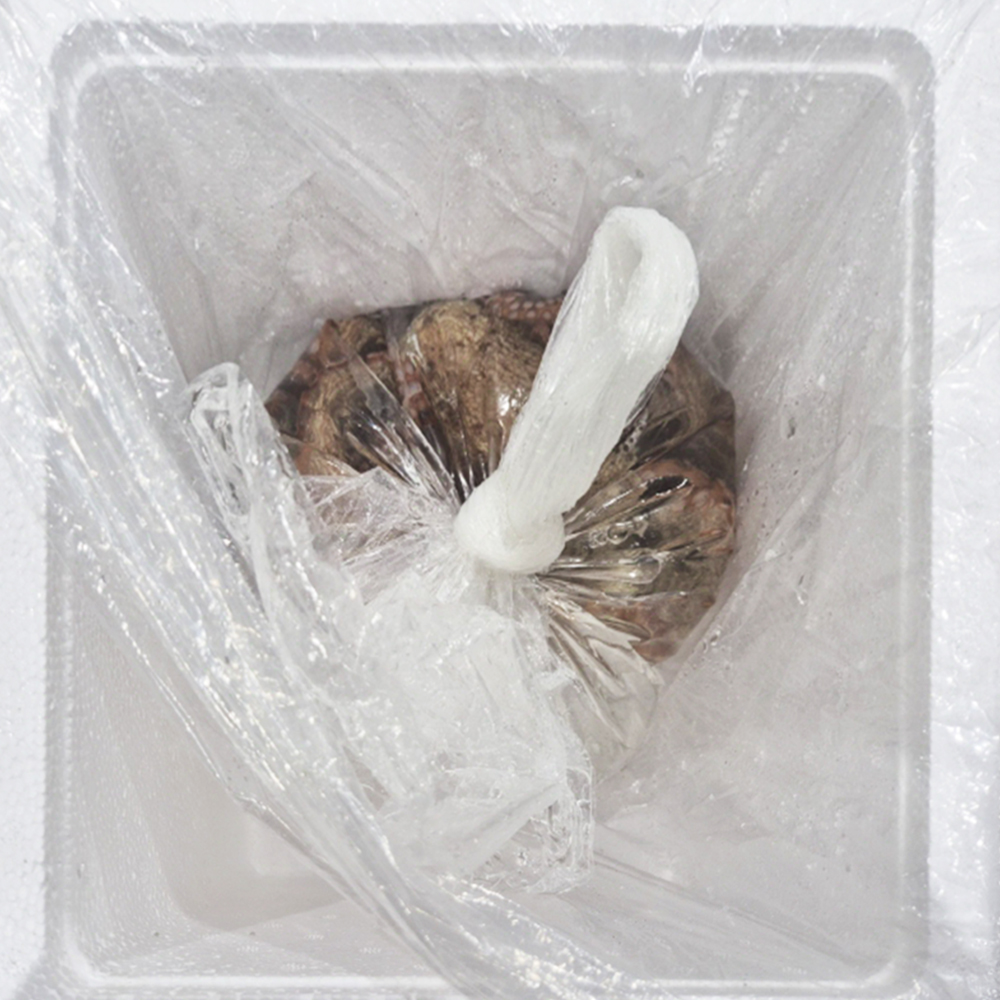 국내산 통영 활 자연산 돌문어 1kg 당일조업 제수용 해수 포장 이미지 6