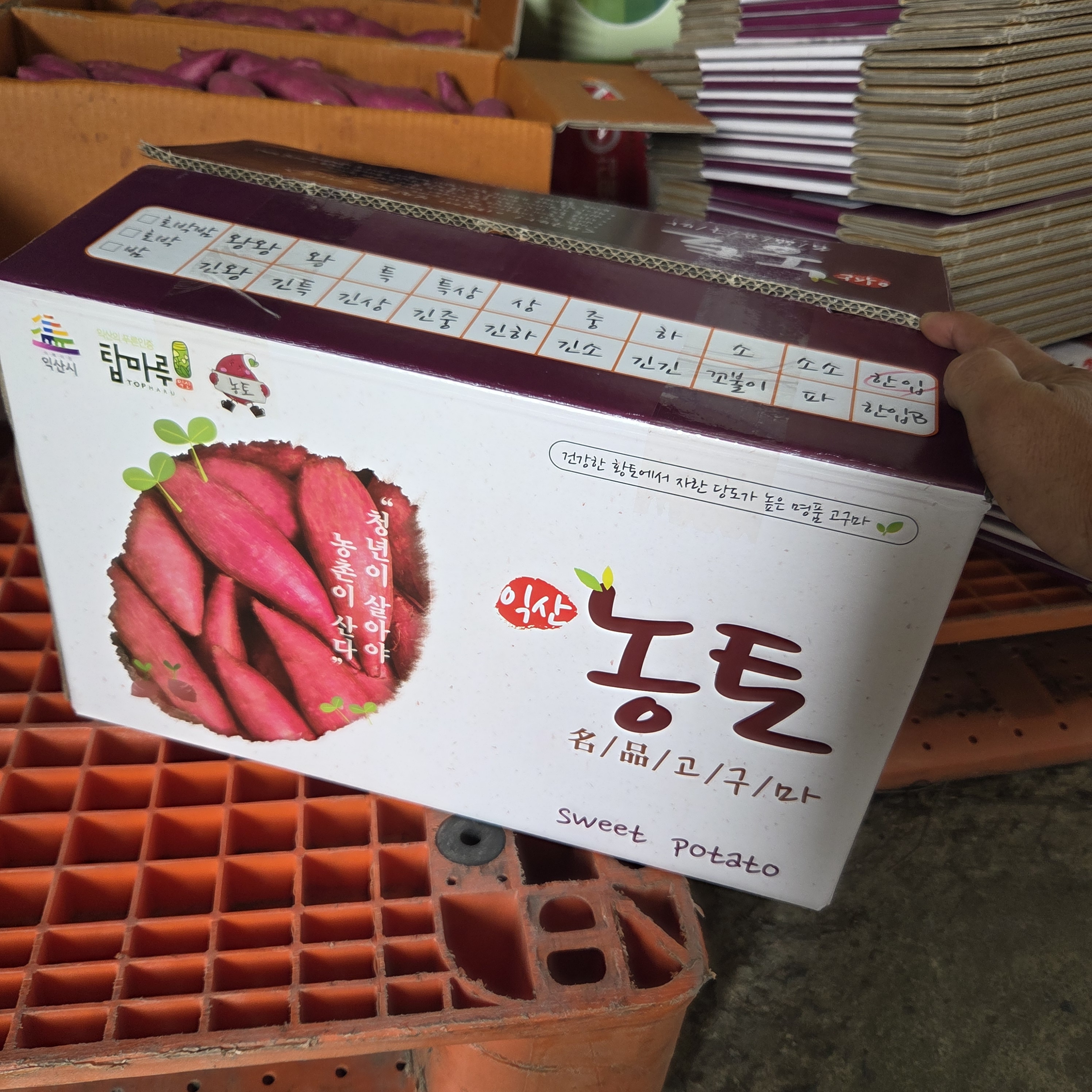 25년 황토 햇 꿀 고구마 베니하루카 한입 호박밤고구마 익산 탑마루 2kg, 1개 - 상세 이미지 3