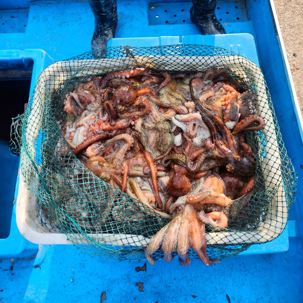 국내산 통영 활 자연산 돌문어 1kg 당일조업 제수용 해수 포장 - 상세 이미지 2