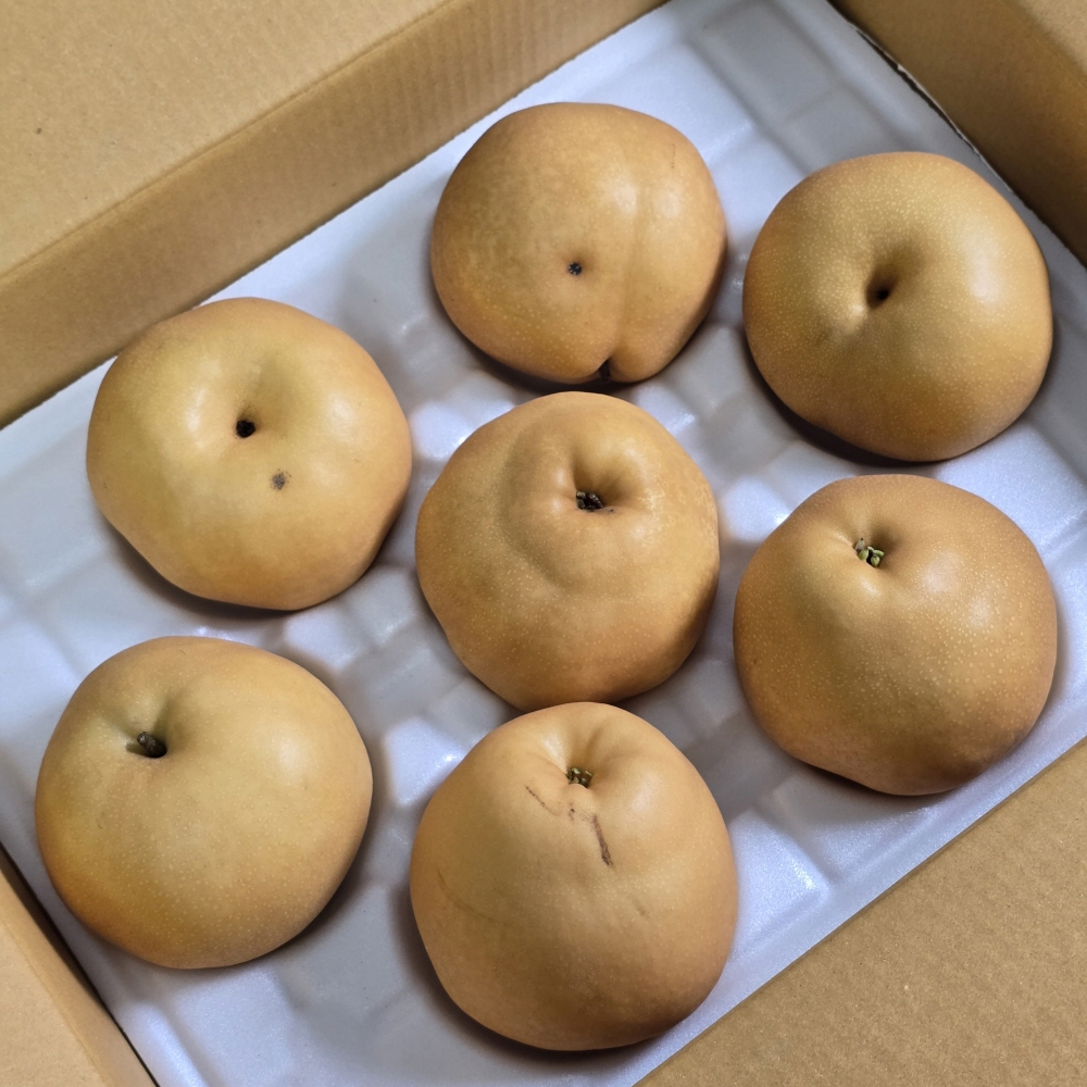 나주 신고배 햇배 농가직계약 산지출고 가정용 선물용 5kg 외 - 상세 이미지 5
