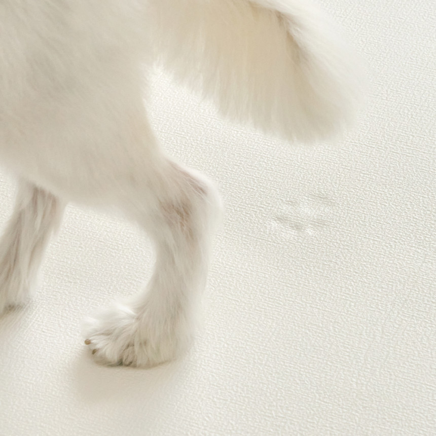 [러그140x180cm 디팡 4mm 펫 미끄럼방지 강아지 고양이 애견매트 슬개골 반려견 사진 2