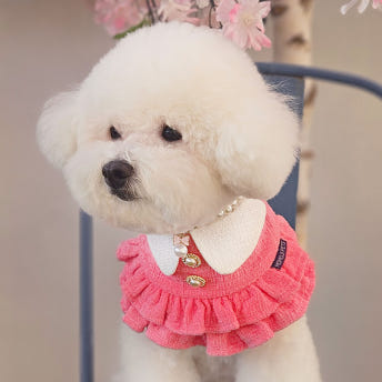 강아지케이프 고양이 애견 케이프 트위드 진주 망토 - 상세 이미지 2