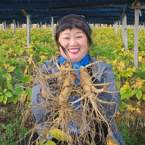 금산인삼 수삼 인삼 세척 난발삼 700g 파삼 한채 - 상세 이미지 5