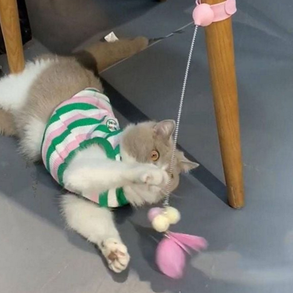 반려동물 고양이 낚싯대 반려묘 고양이 깃털 장난감 고양이용 - 메인 이미지