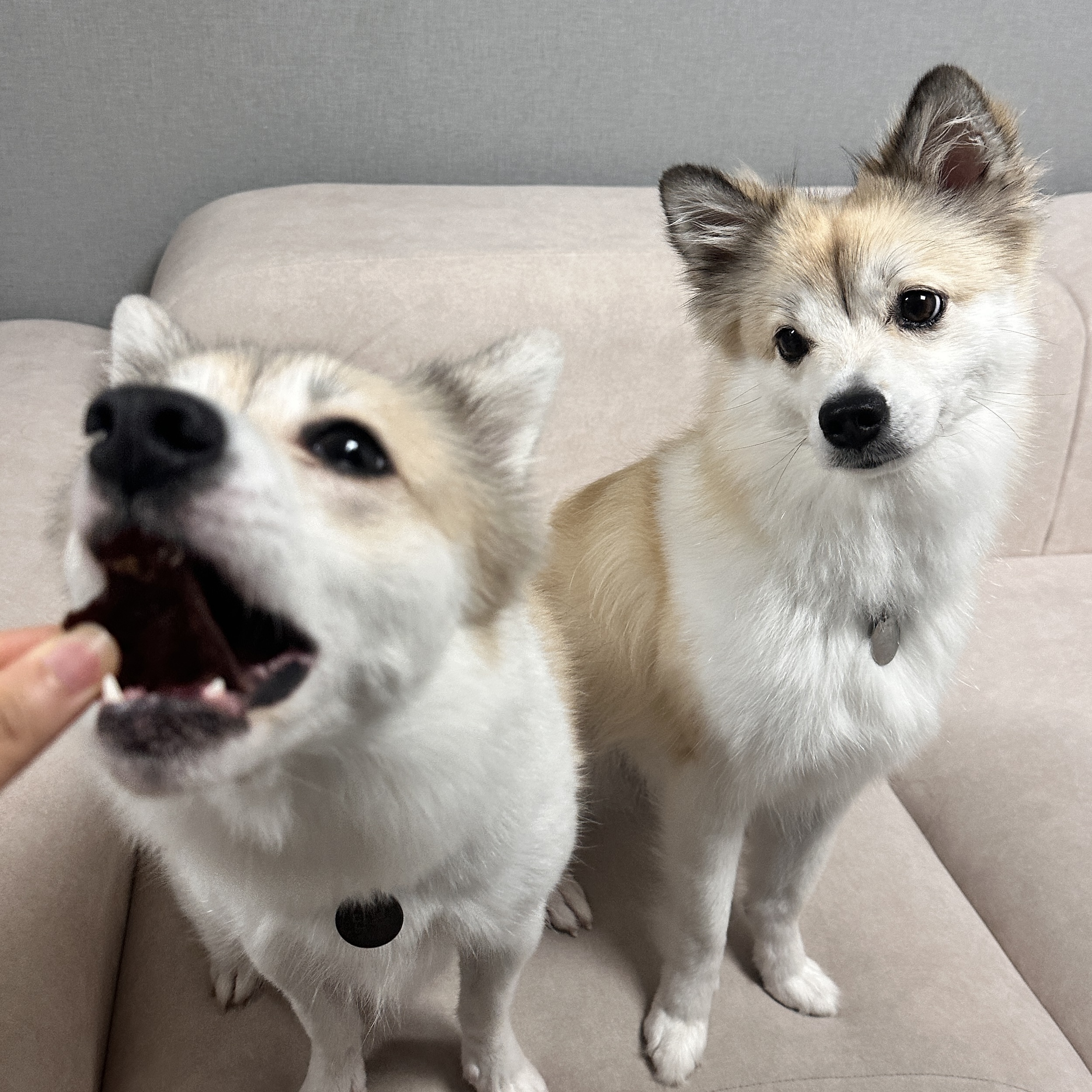 강아지말고기 강아지 간식 수제 베지칩 반려견 애견 간식 야채 칩 건강 관절건강, 30g, 1개 - 상세 이미지 4