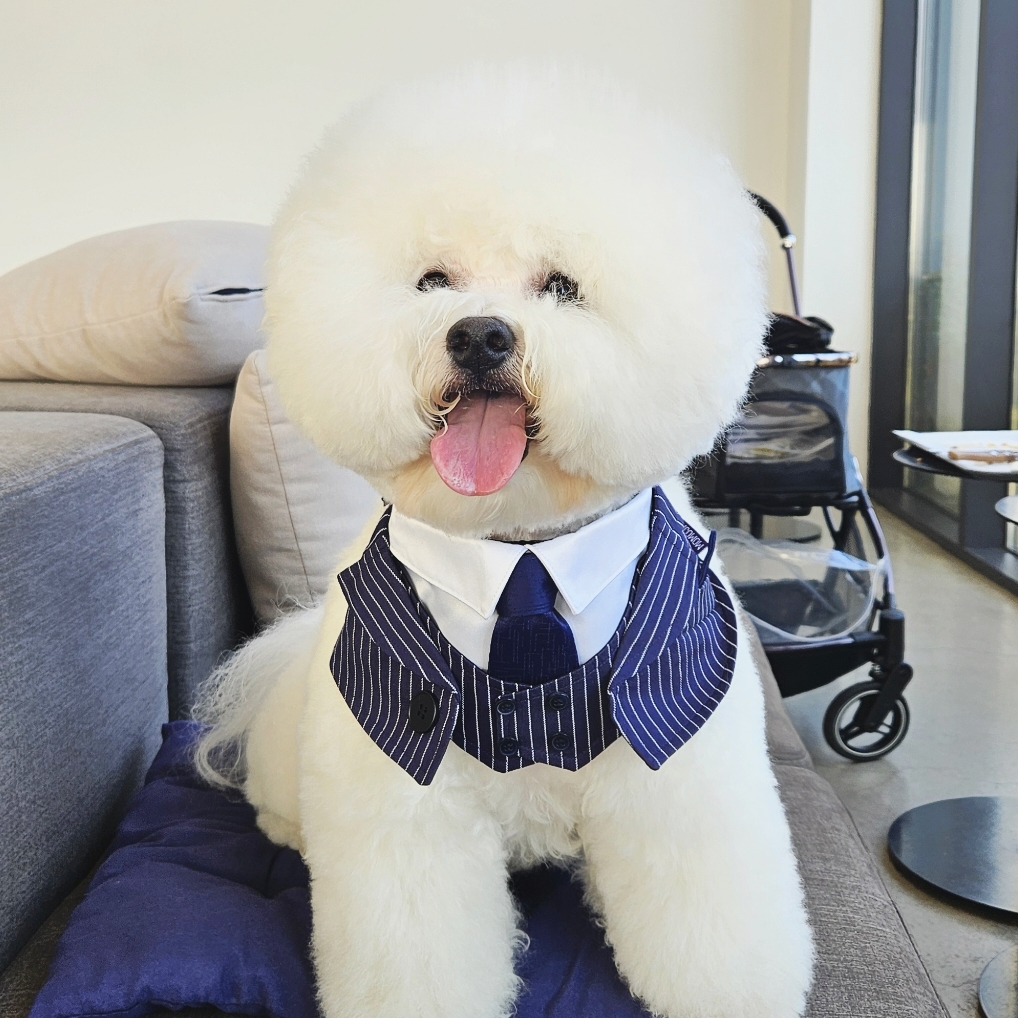 강아지정장 애견 고양이 턱시도 케이프 화동 - 상세 이미지 4
