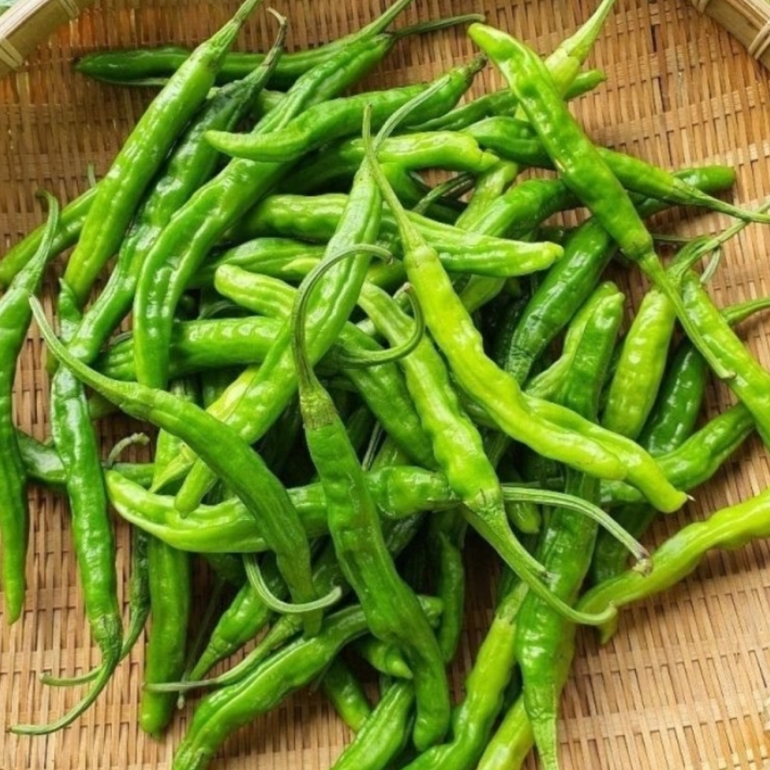 국내산 꽈리고추 산지직송 신선 채소 가정용 업소용 당일수확 4kg, 1개 - 상세 이미지 3