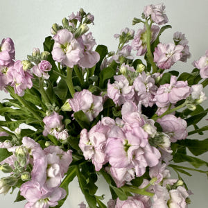 희록플라워 스토크 스톡 생화 꽃택배 꽃 정기구독 솔직 후기 | 실사용자 리뷰 분석 - 상품 이미지 2