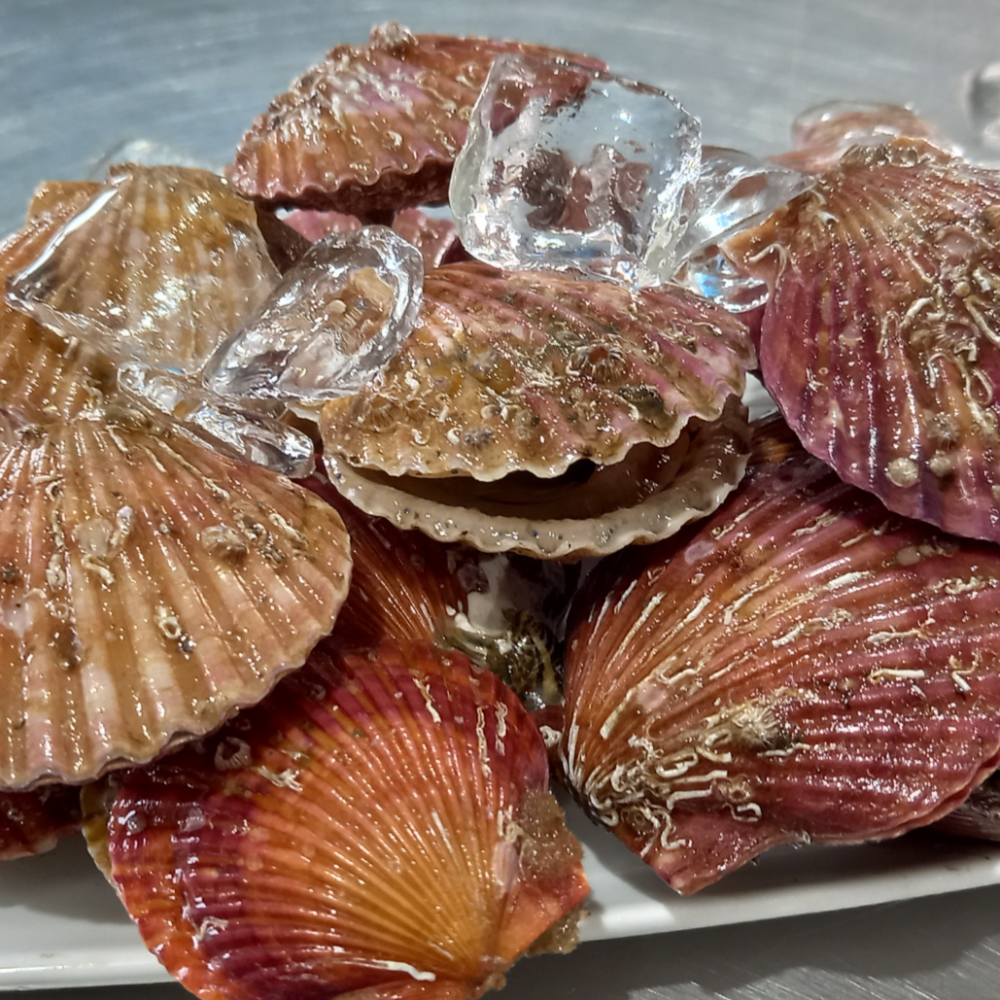 국내산 제철 대왕 홍가리비 1kg 캠핑 조개구이 - 상세 이미지 4