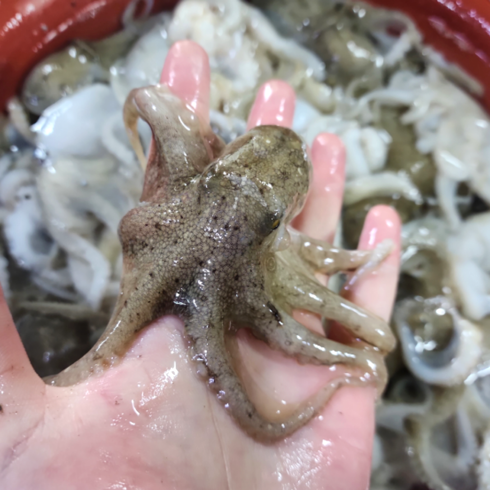 국내산 활 주꾸미 1kg(12미 내외) 인천수협 매일아침 수매 신선 포장 - 상세 이미지 3