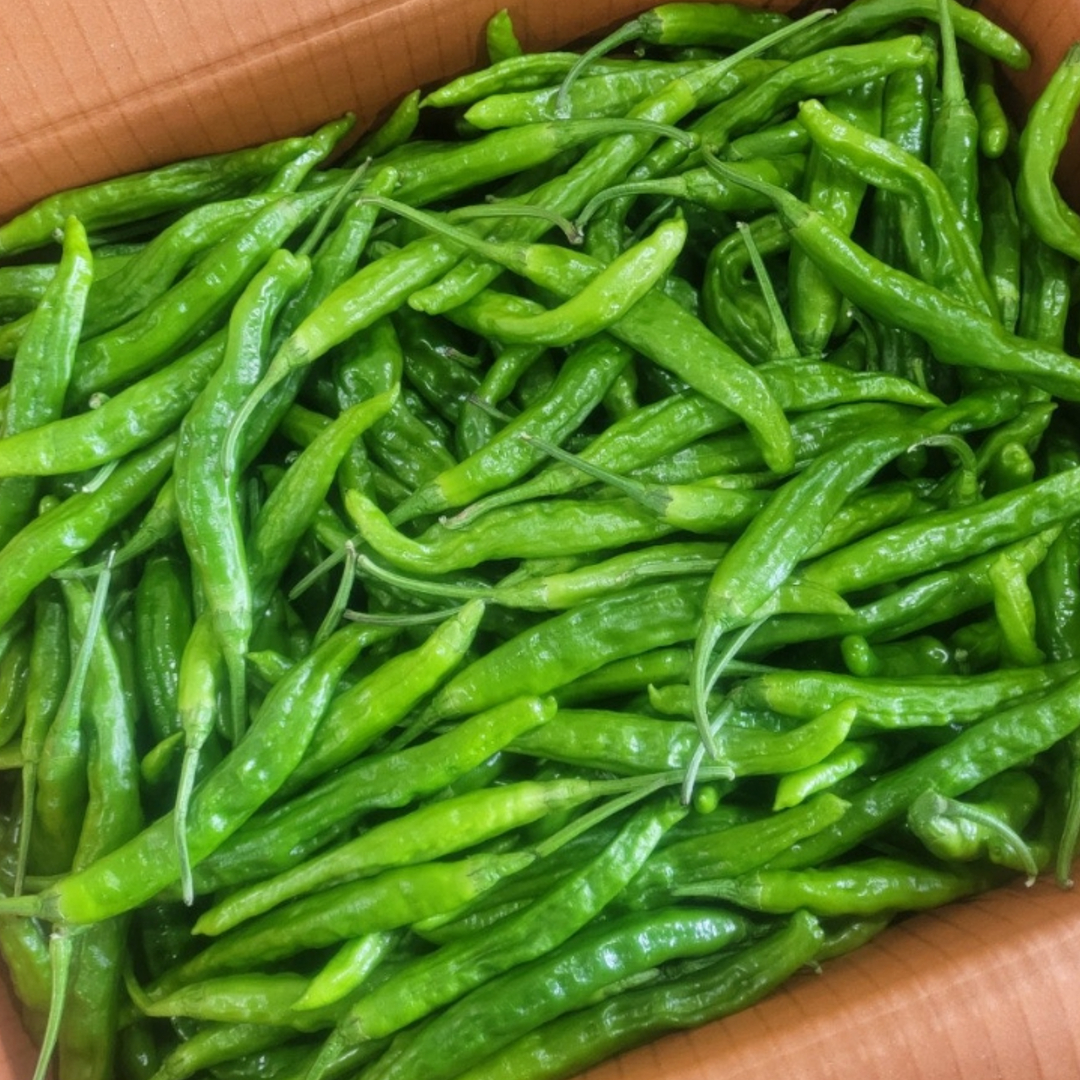 국내산 꽈리고추 산지직송 신선 채소 가정용 업소용 당일수확 1kg, 1개 - 상품 이미지