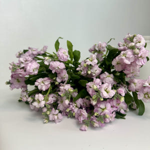 희록플라워 스토크 스톡 생화 꽃택배 꽃 정기구독 솔직 후기 | 실사용자 리뷰 분석 - 상품 이미지 3