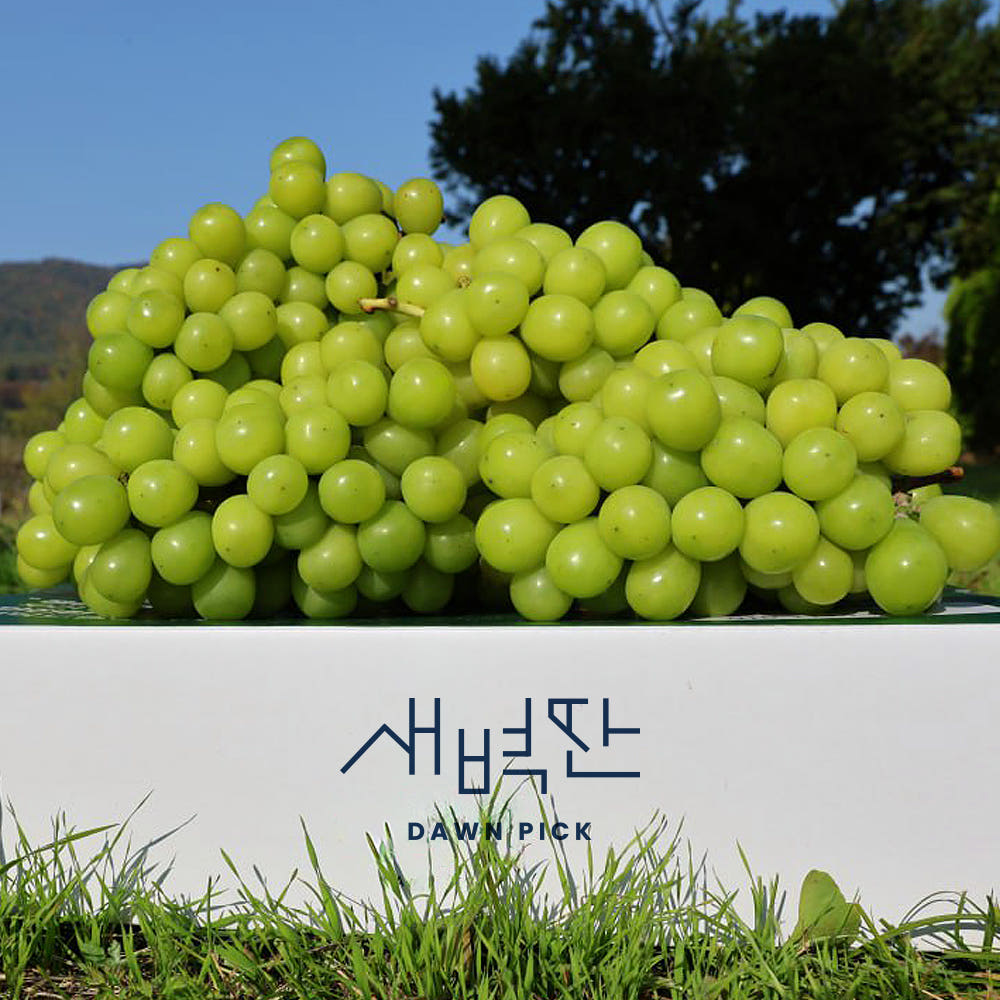 경북 샤인머스켓 씨없는 포도 1kg 2kg 가격 비교 새벽딴 경북 샤인머스켓 씨없는 포도 1kg 2kg