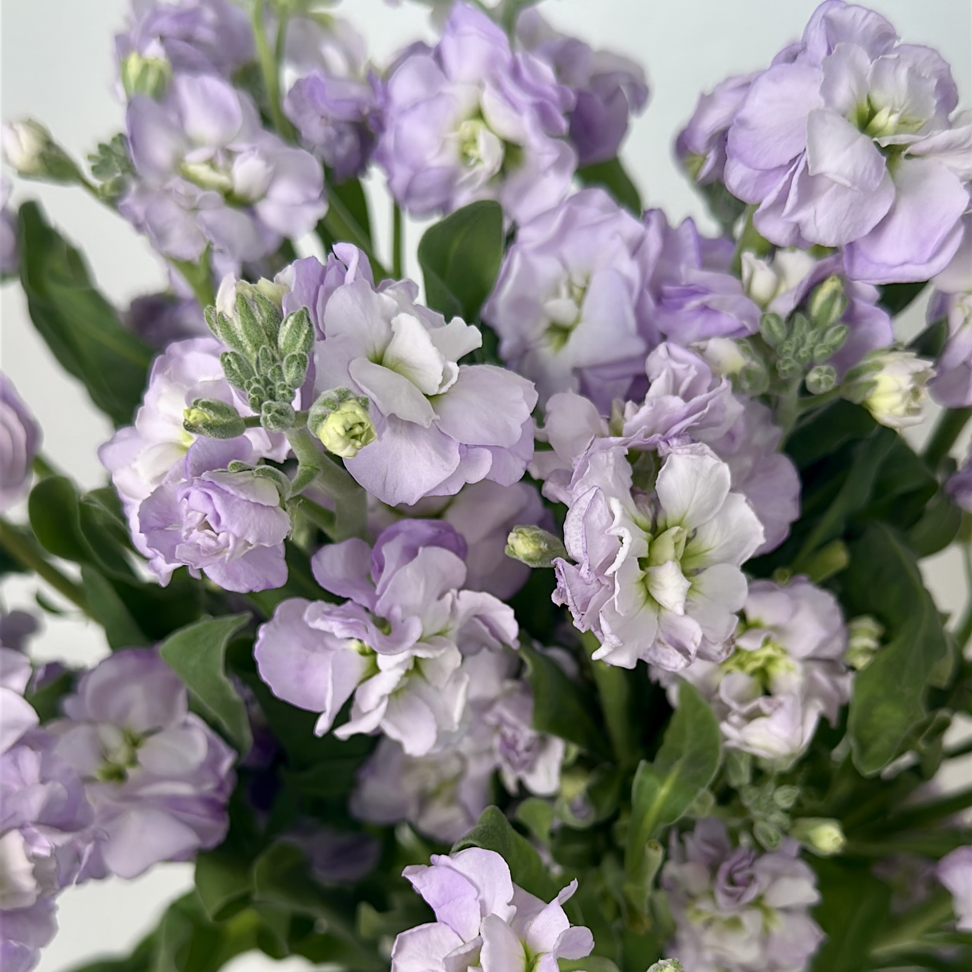 희록플라워 스토크 스톡 생화 꽃택배 꽃 정기구독 솔직 후기 | 실사용자 리뷰 분석 - 대표 이미지