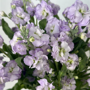 희록플라워 스토크 스톡 생화 꽃택배 꽃 정기구독 솔직 후기 | 실사용자 리뷰 분석 - 상품 이미지 1