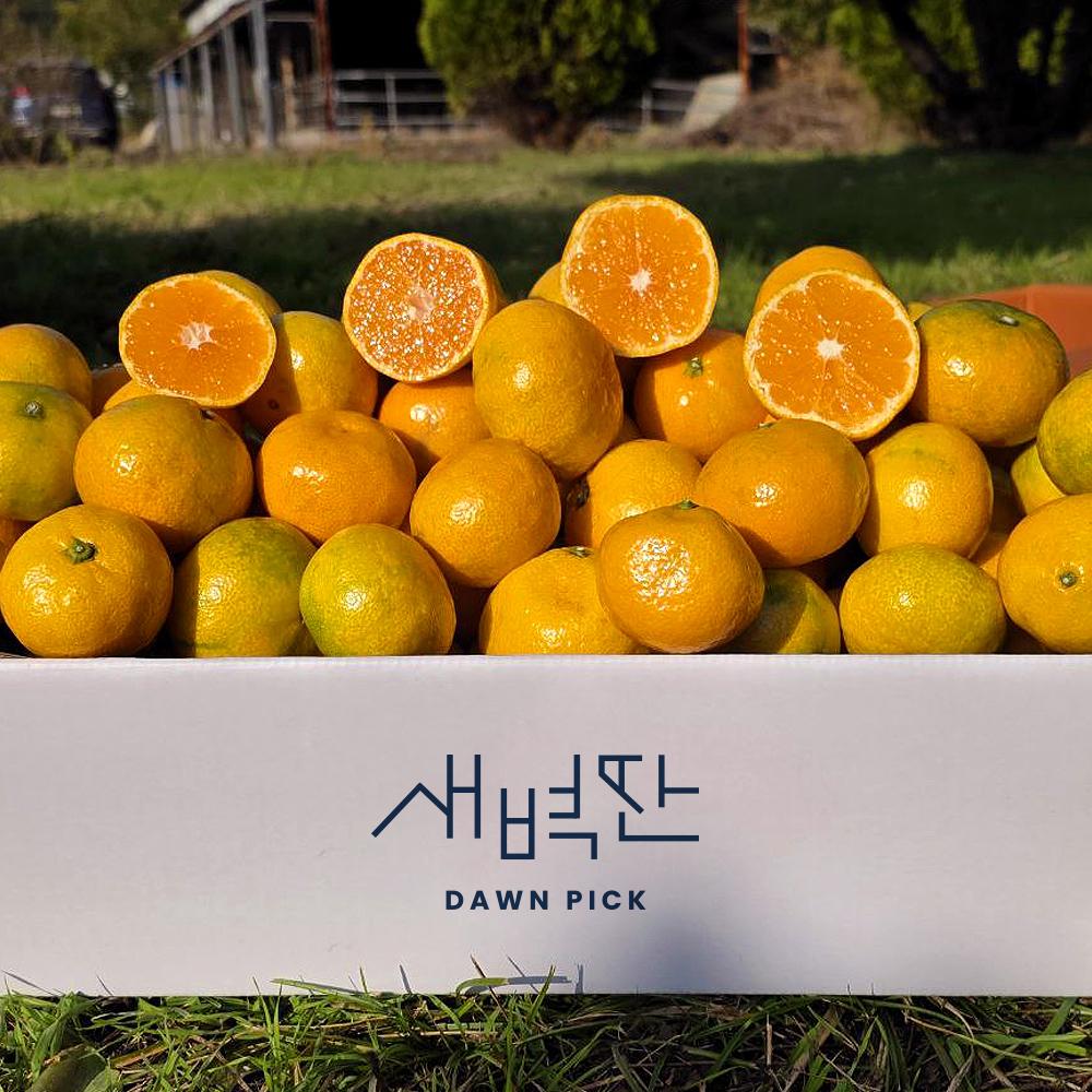 제주 꽃귤 고당도 타이벡감귤 노지 극조생 제품 이미지