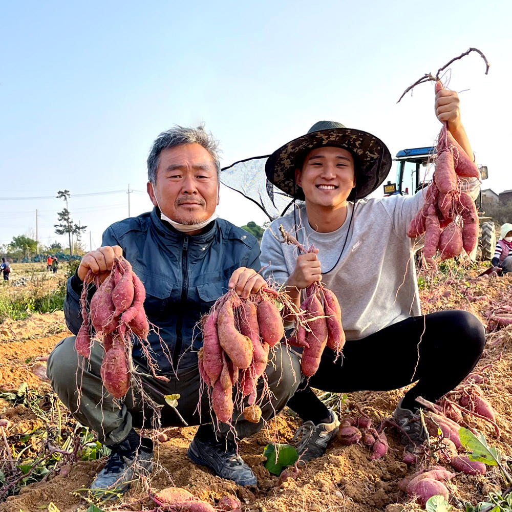 대한민국농수산 영암 꿀 고구마 베니하루카 황금호박고구마 3kg 5kg