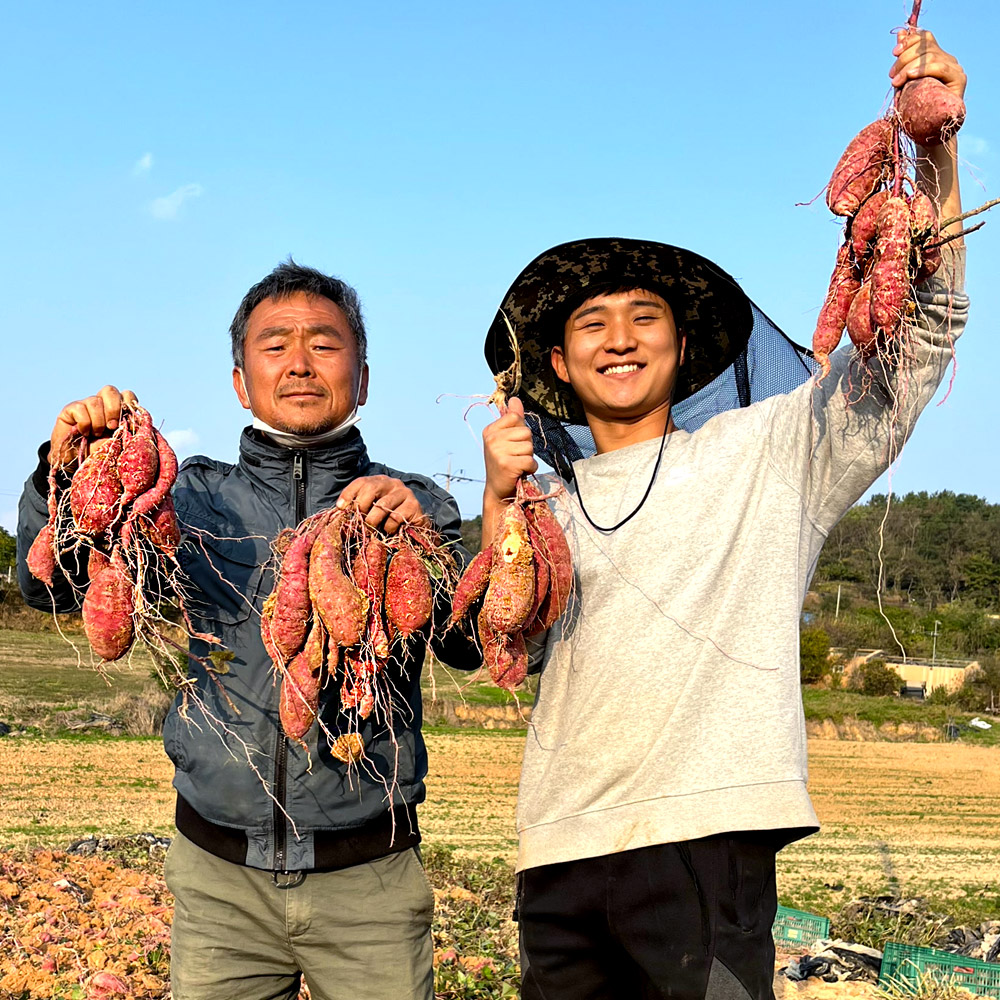 영암 꿀 고구마 3kg 5kg 베니하루카 황금호박고구마 - 상세 이미지 2