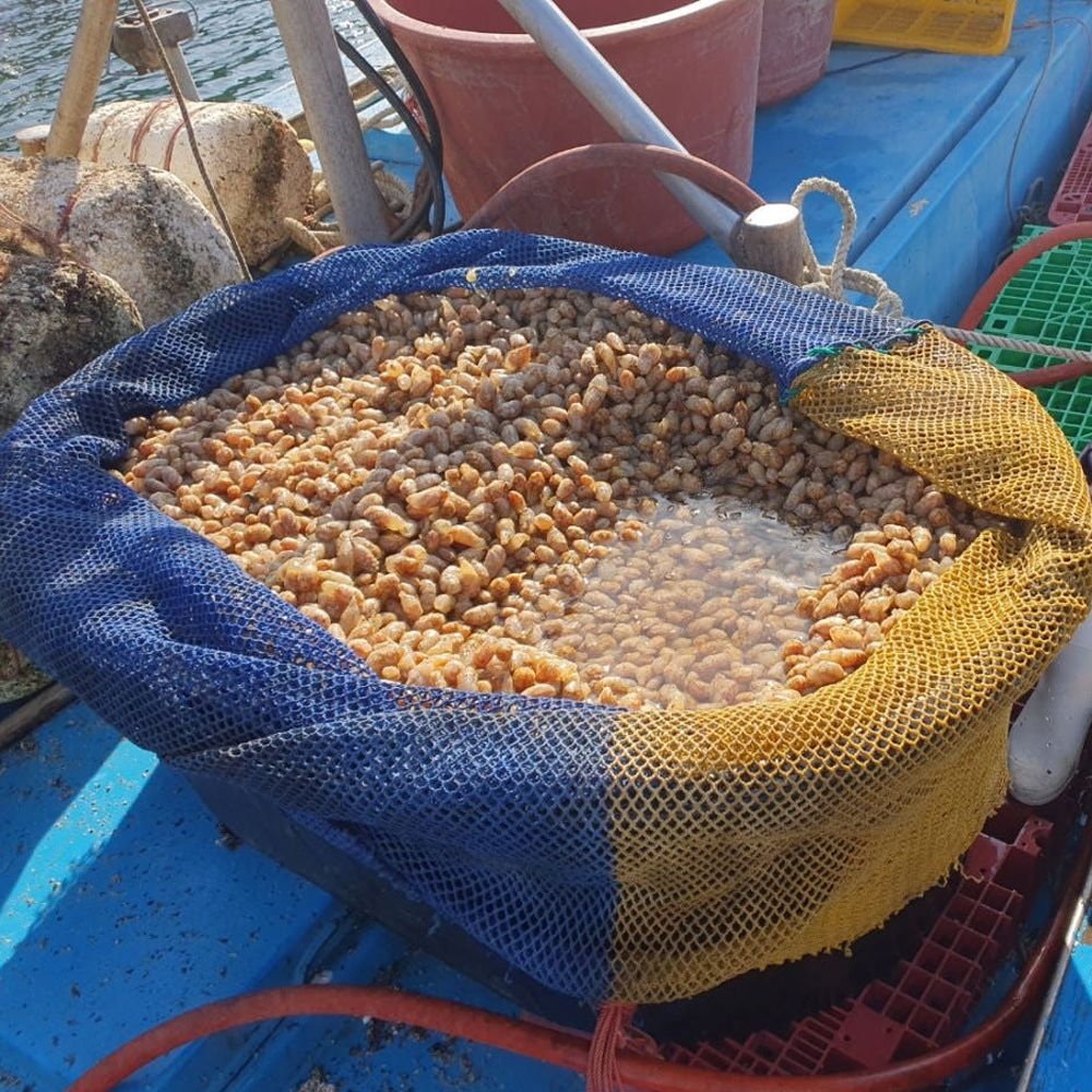 국내산 냉동 오만둥이 10kg 미더덕 오만디 대용량 업소용 이미지 2
