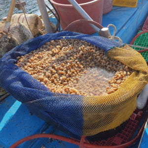 국내산 냉동 오만둥이 10kg 미더덕 오만디 대용량 업소용 맛있게 먹은 솔직 후기 - 상품 이미지 2