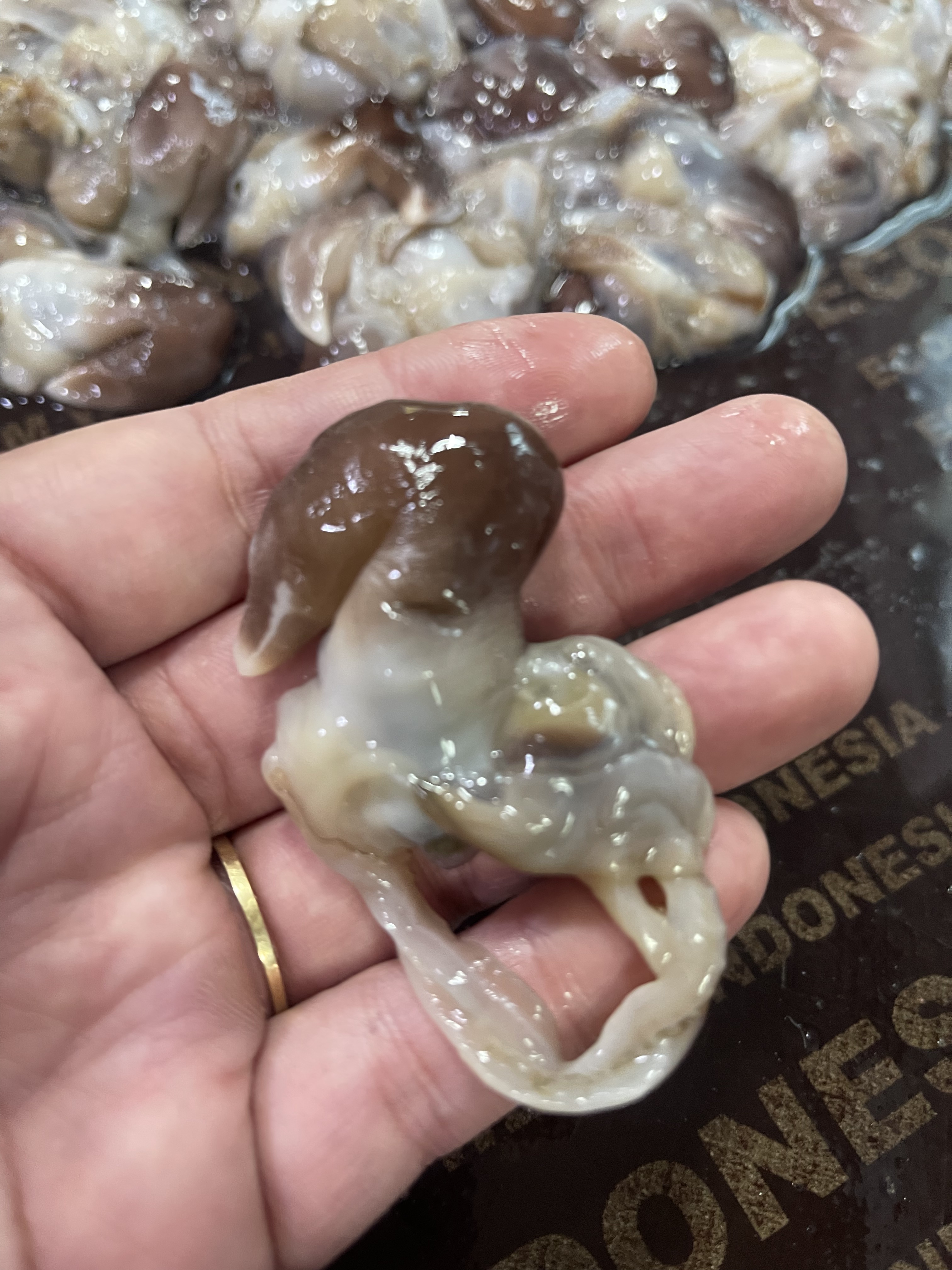 여수산 당일수확 샤브샤브 손질새조개 500g - 상세 이미지 4
