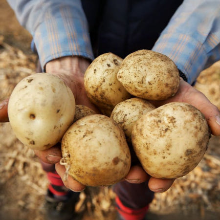 25년 햇감자 중소사이즈 두백감자 3kg 5kg 강원도