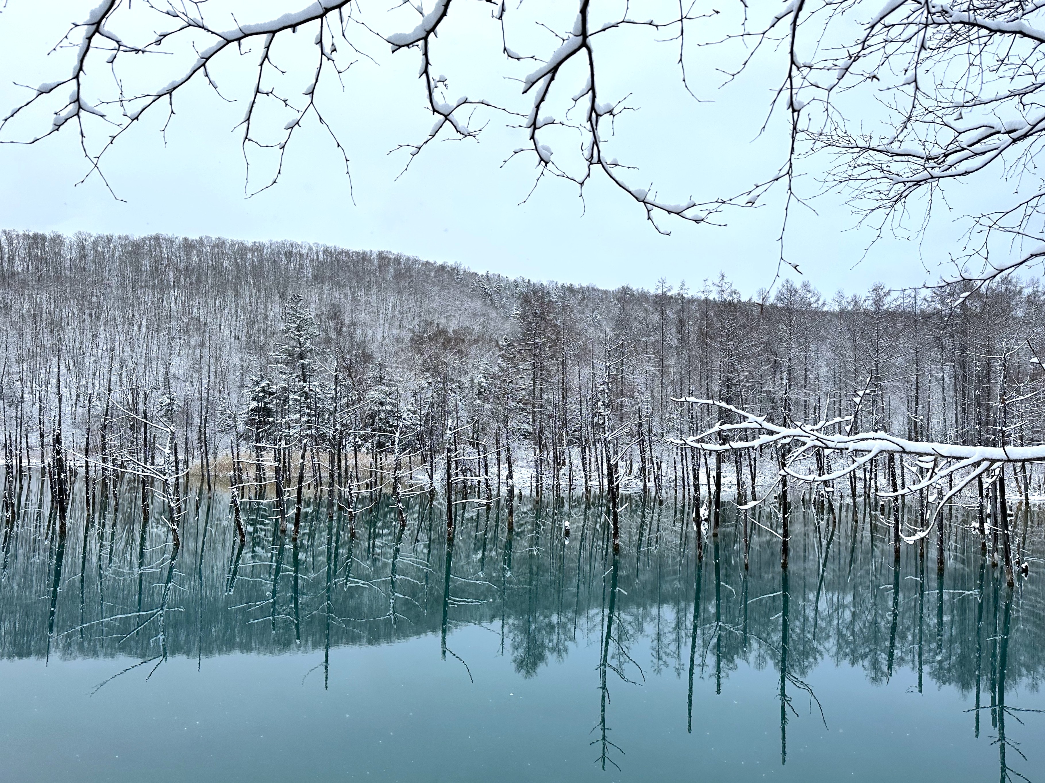 [매일출발/쥰페이예약] 삿포로 비에이 후라노 버스투어 엔데이트립