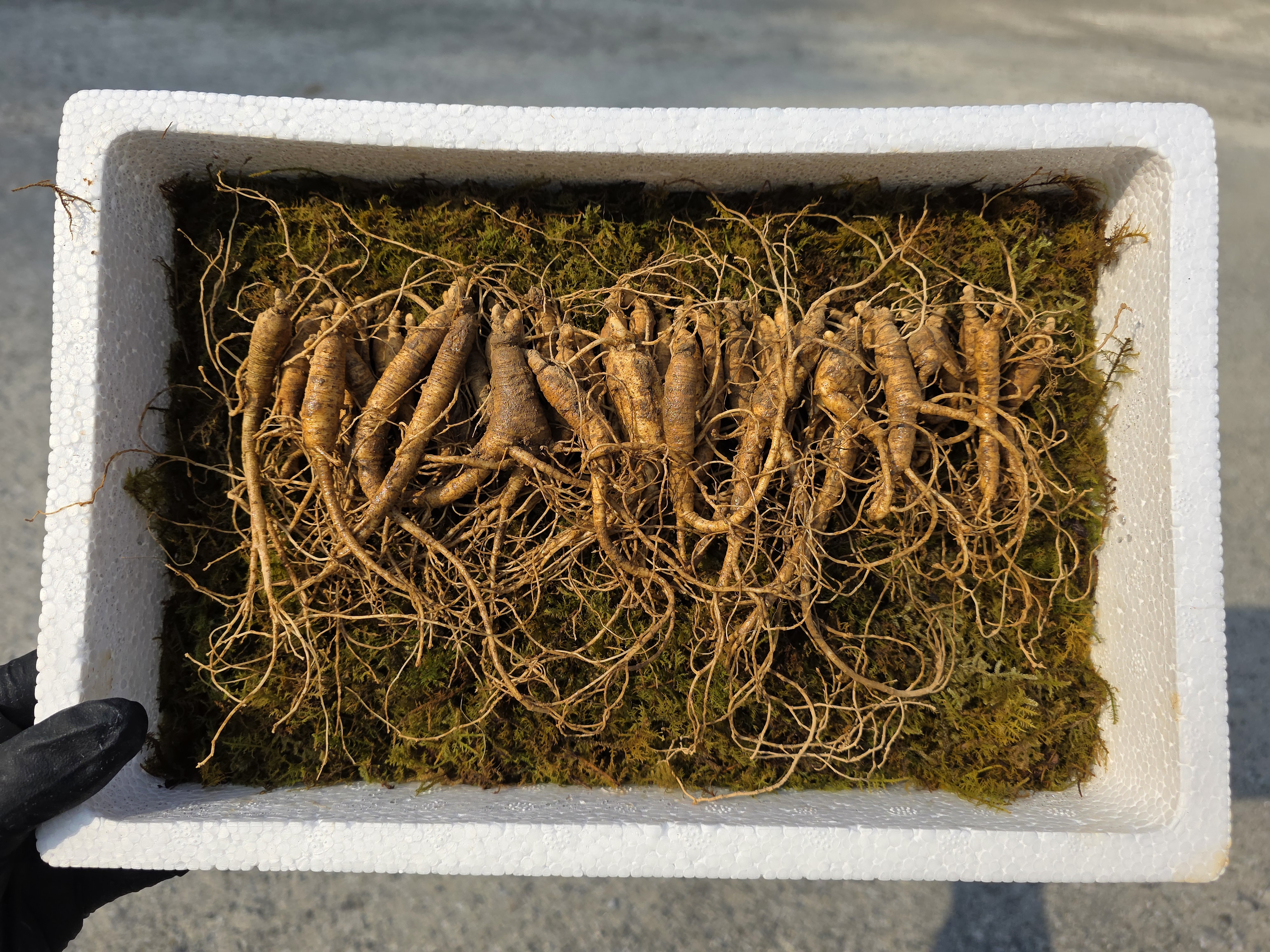 국내산 6~7년근 못난이 30뿌리 산양산삼 파지삼 왕파삼 제품 이미지