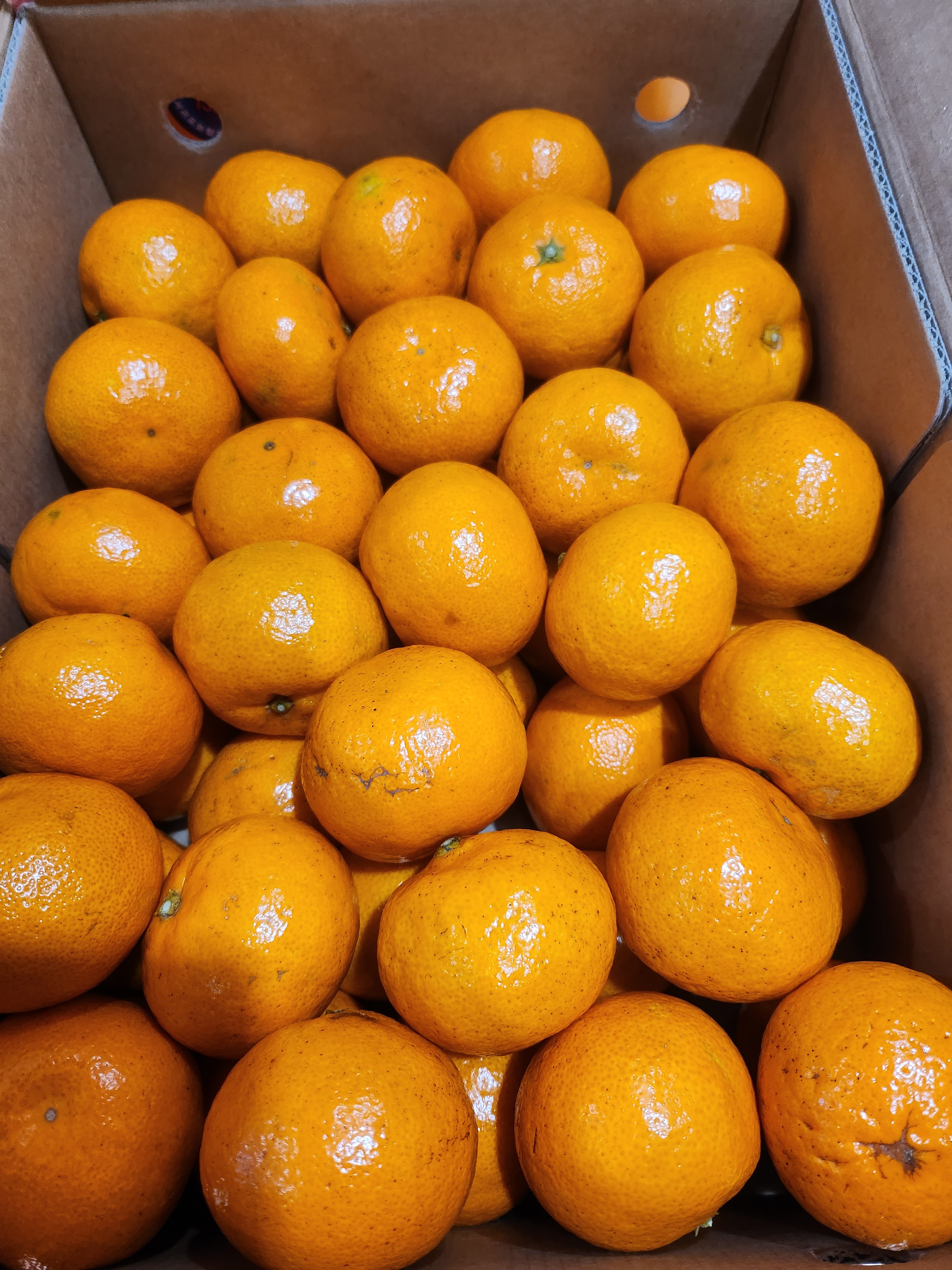 소과 타이백 타이벡 조생 서귀포 귤 12.5Brix, 2.5kg, 1개 - 상세 이미지 2