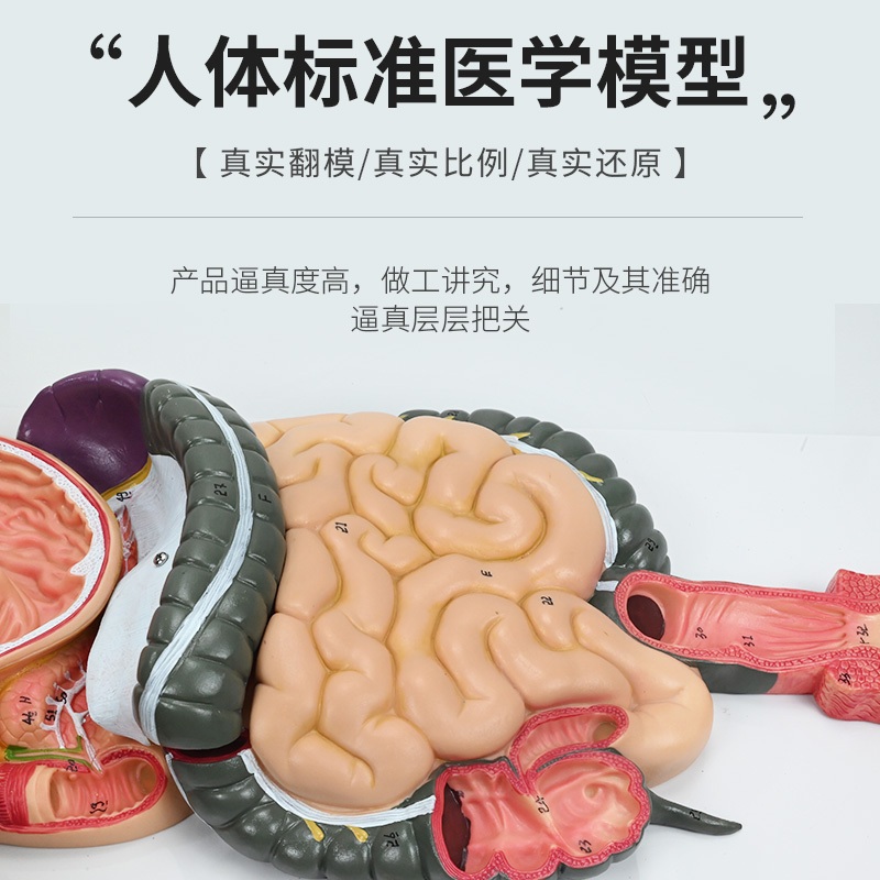 인체모형 해부학 교구 실습 인대 학교 두개골모형 교육 해골 병원 - 상세 이미지 3