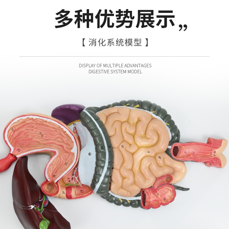 인체모형 해부학 교구 실습 인대 학교 두개골모형 교육 해골 병원 - 상세 이미지 4