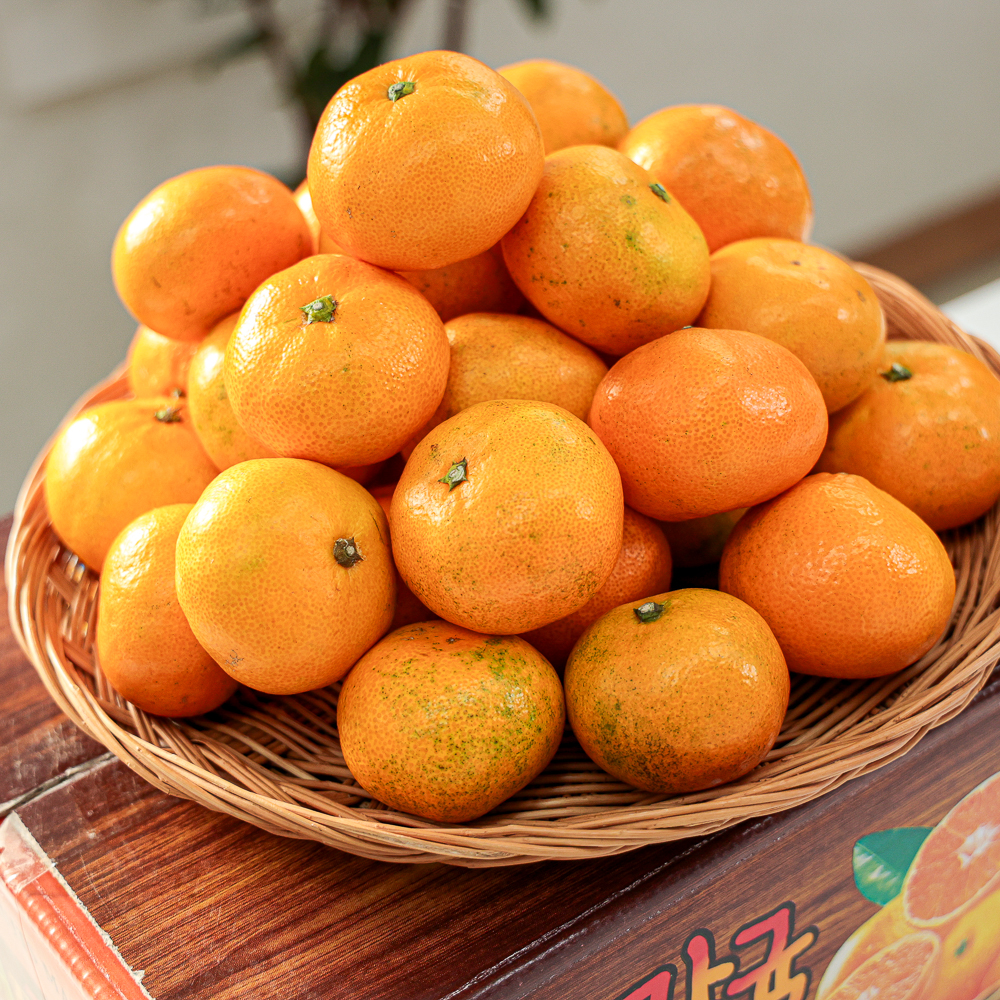 [제주직송] 제주 햇 노지감귤 귤 중대과(L~2L) 1.5kg, 1개 이미지 6