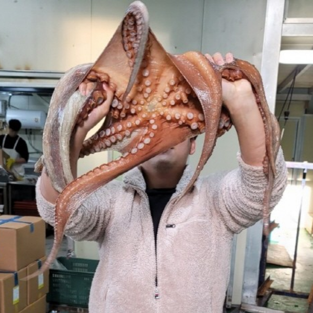 국내산 활 대왕 돌문어 1미 2kg 생물 숙회 무침 제수용 대용량 - 상세 이미지 2