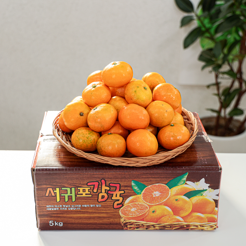 [제주직송] 제주 햇 노지감귤 귤 중대과(L~2L) 1.5kg, 1개 이미지 7
