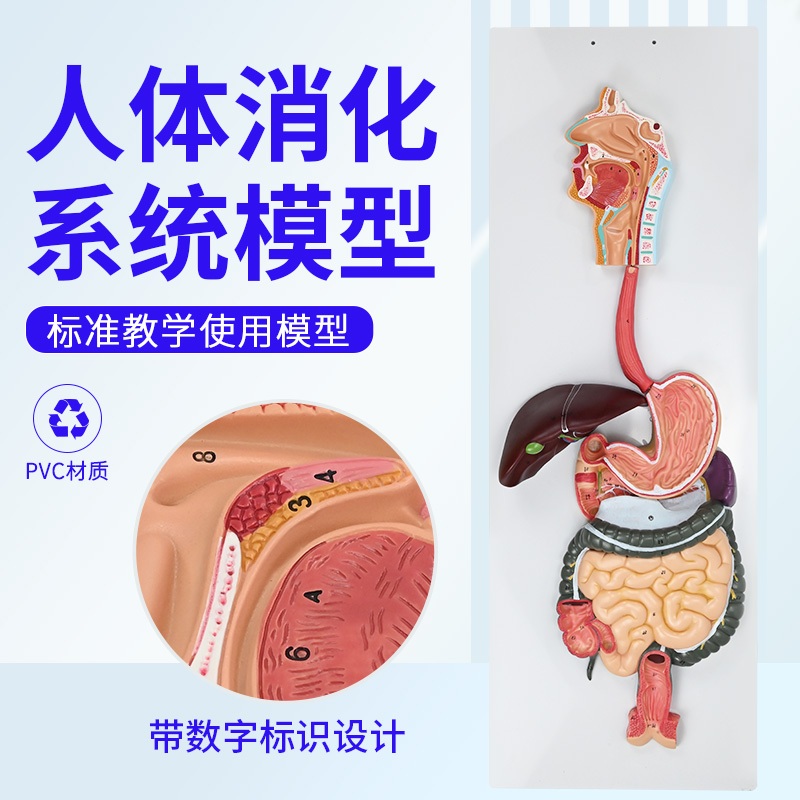 인체모형 해부학 교구 실습 인대 학교 두개골모형 교육 해골 병원 - 상세 이미지 2