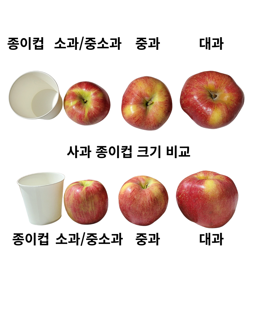 경북사과 청송 가정용 부사 못난이 실속형 고당도 25년 소과, 4kg, 1개 - 상세 이미지 2