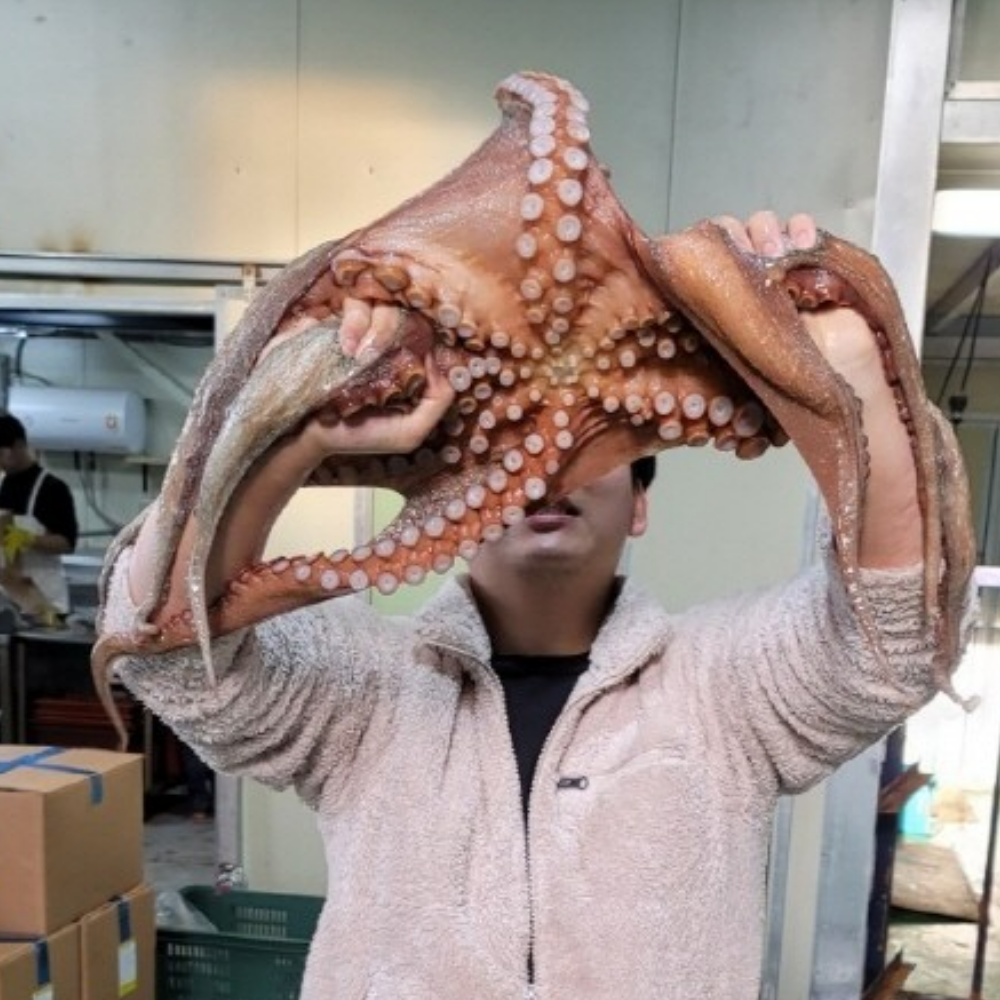 국내산 활 대왕 돌문어 1미 2kg 생물 숙회 무침 제수용 대용량 - 상세 이미지 3