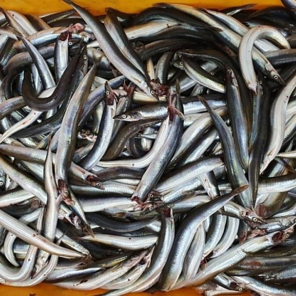 속초양미리 제철 양미리 동해 생물 산지직송 당일조업 1kg - 상세 이미지 4