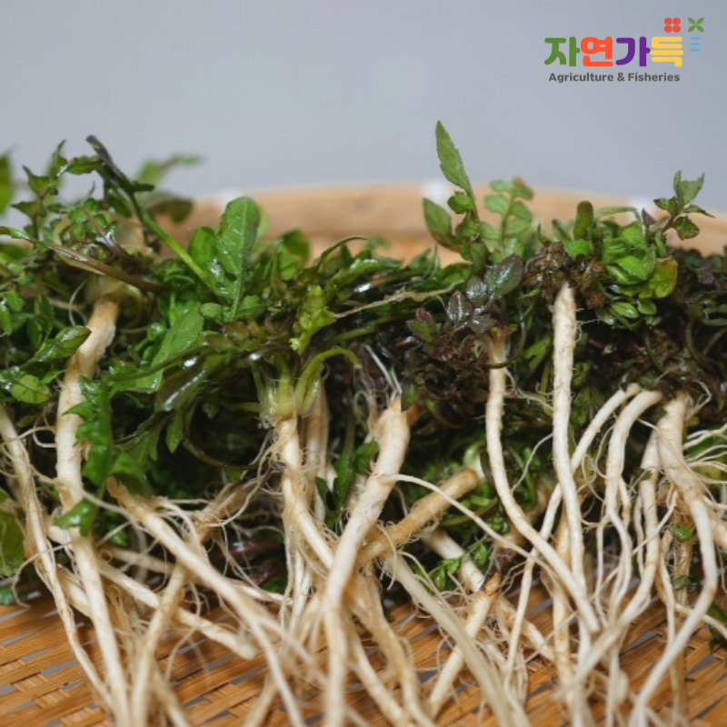 자연가득 1차 세척완료 남해 겨울 노지 냉이 300g-1kg - 상품 이미지