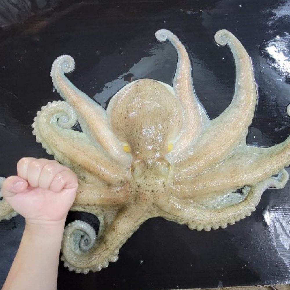국내산 활 대왕 돌문어 1미 2kg 생물 숙회 무침 제수용 대용량 - 상세 이미지 4