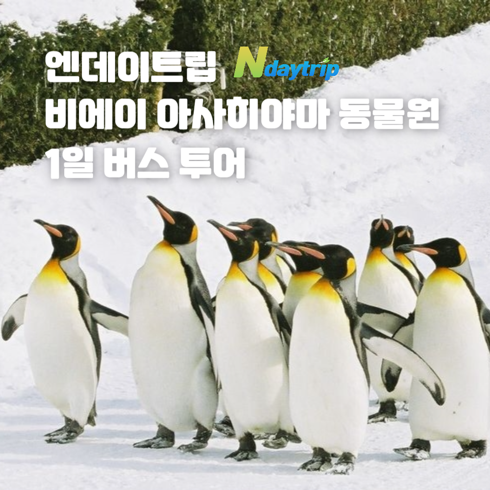 [입장료 특전] 북해도 비에이 아사히야마 동물원 버스투어 삿포로 출발 엔데이트립