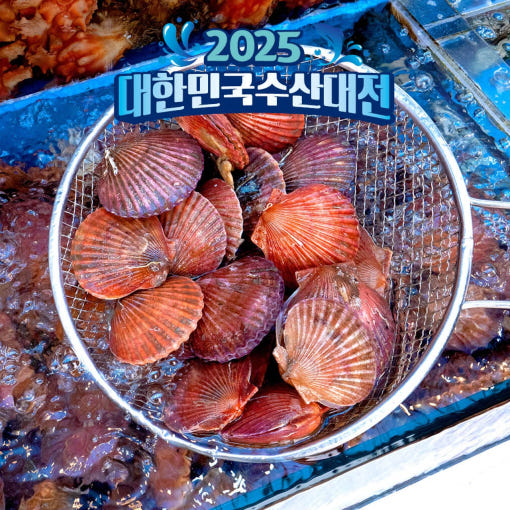 통영 홍가리비 비단가리비 1kg