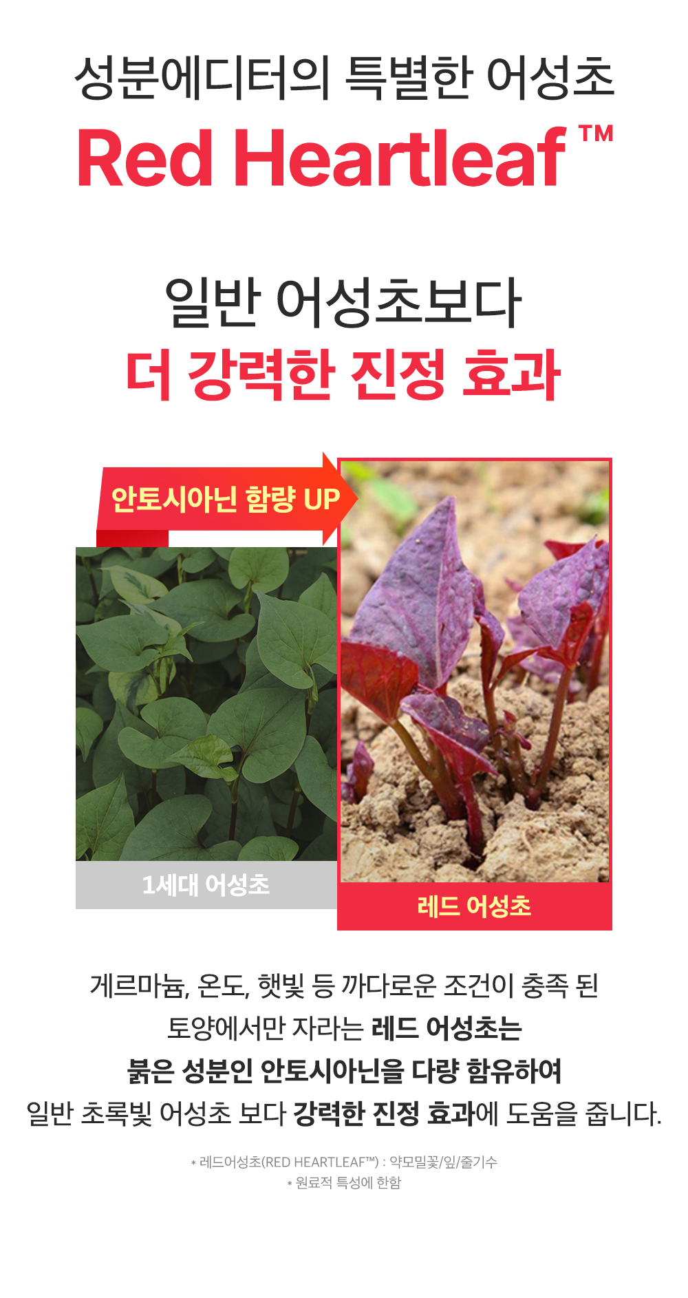 sungboon editor red houttuynia moisturizing cream