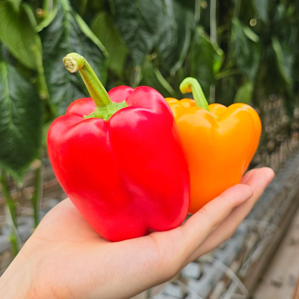산지직송 싱싱한 국내산 가정용 빨강 노랑 파프리카 1kg, 1개 - 상세 이미지 4