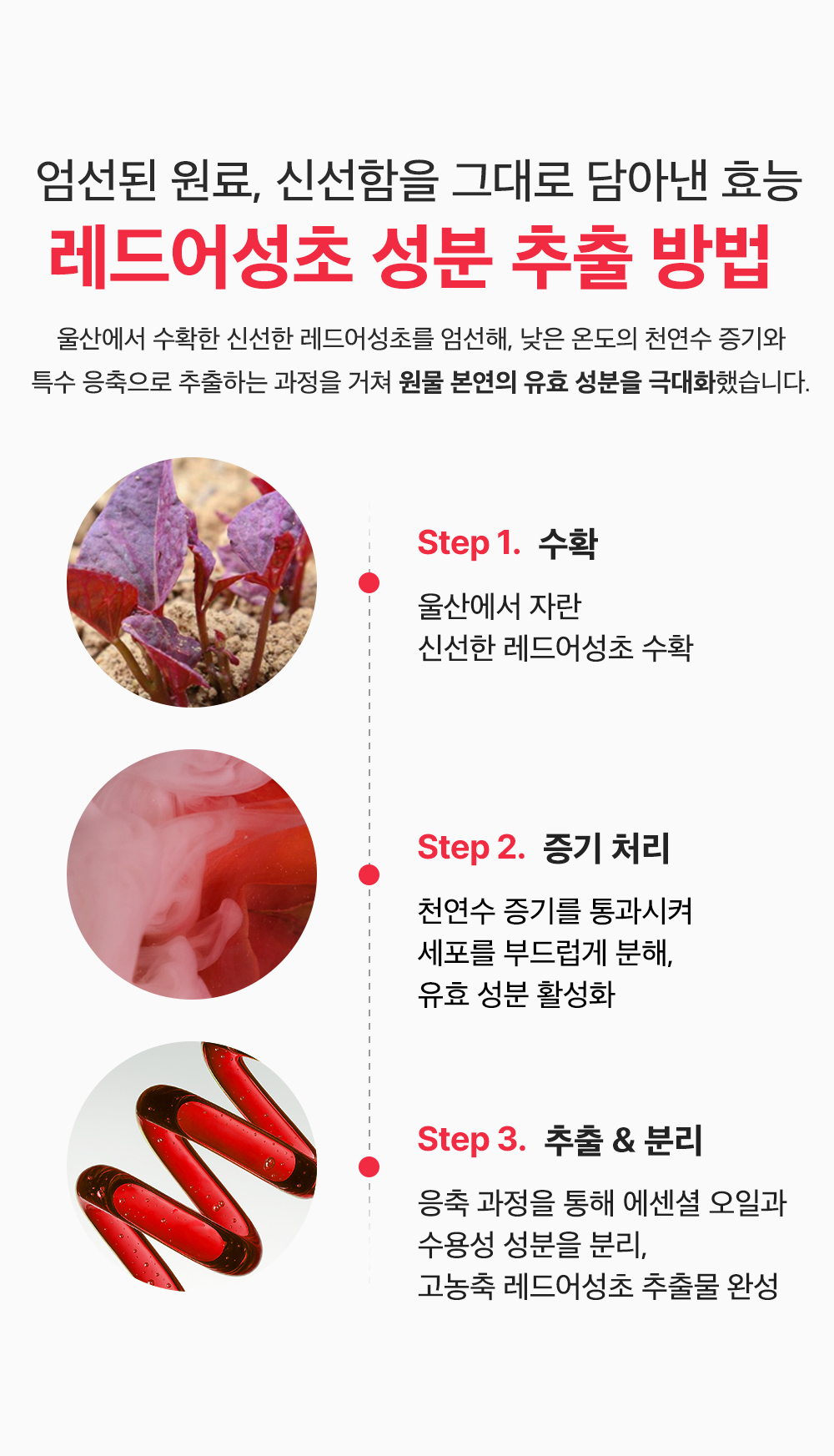 sungboon editor red houttuynia moisturizing cream