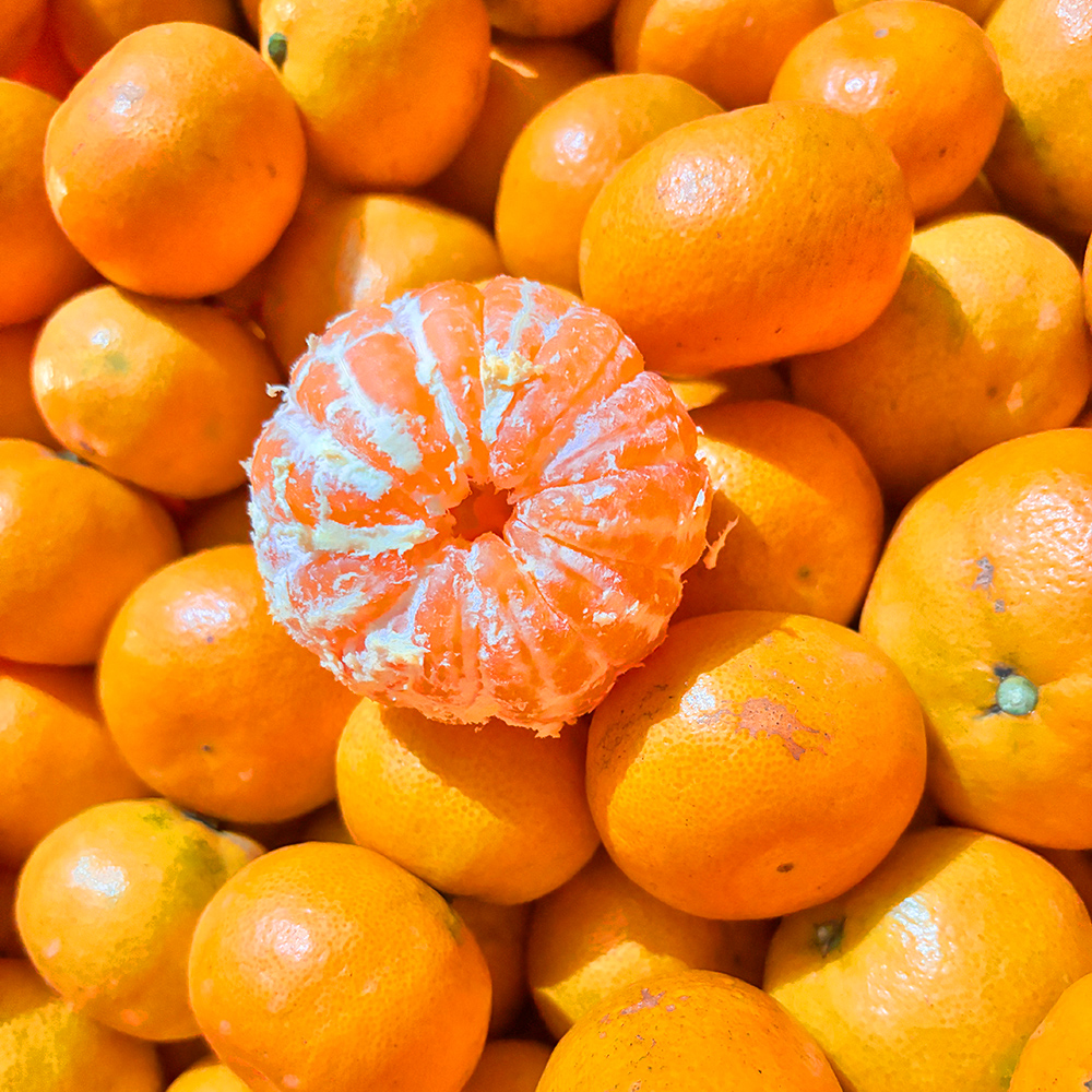 10kg 제주도 귤 서귀포 노지 타이벡 감귤 윈터프린스 조생 한라봉 레드향 제주도노지타이벡감귤 제품 이미지