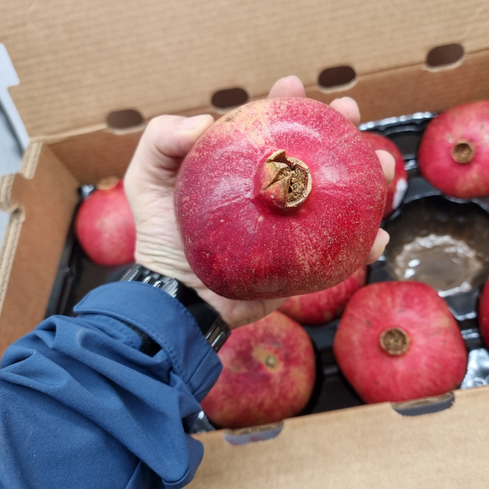 미국산 생 석류 대과 특과 고당도 과일 1.3kg - 상세 이미지 3