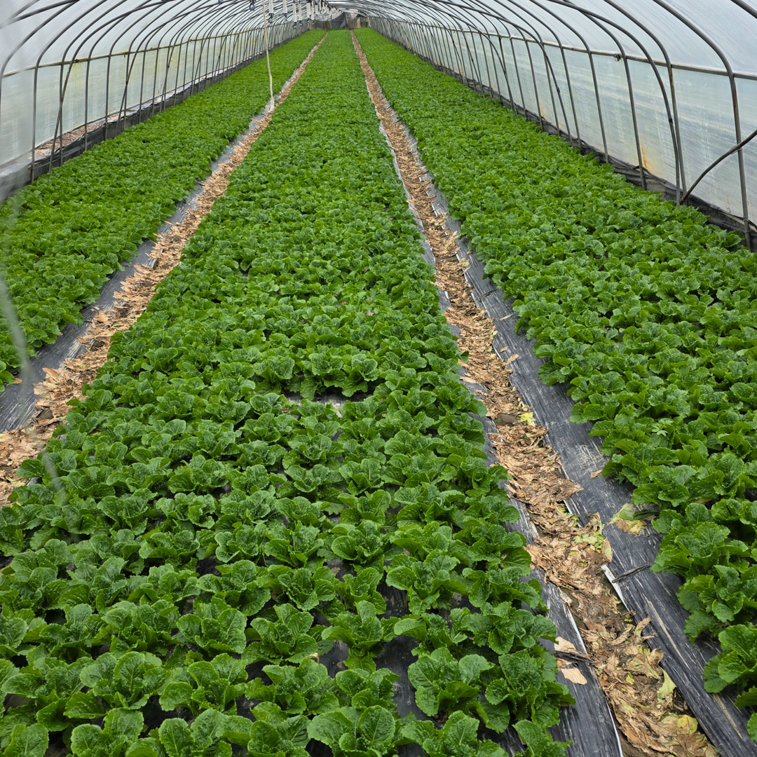아지트팜 당일수확 청상추 적상추 꽃상추 산지직송 1kg 2kg 4kg 이미지 8
