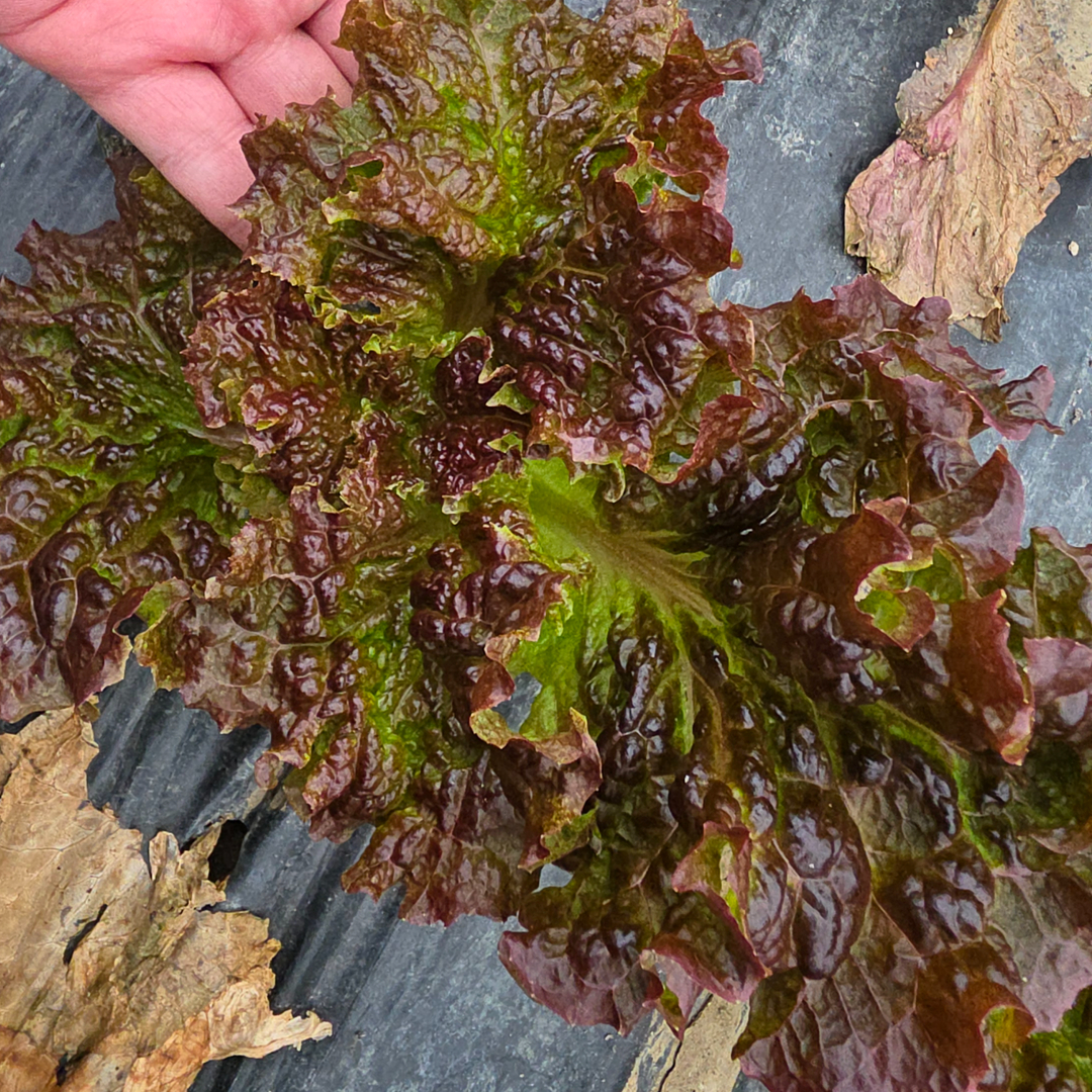 아지트팜 당일수확 청상추 적상추 꽃상추 산지직송 1kg 2kg 4kg - 상세 이미지 4